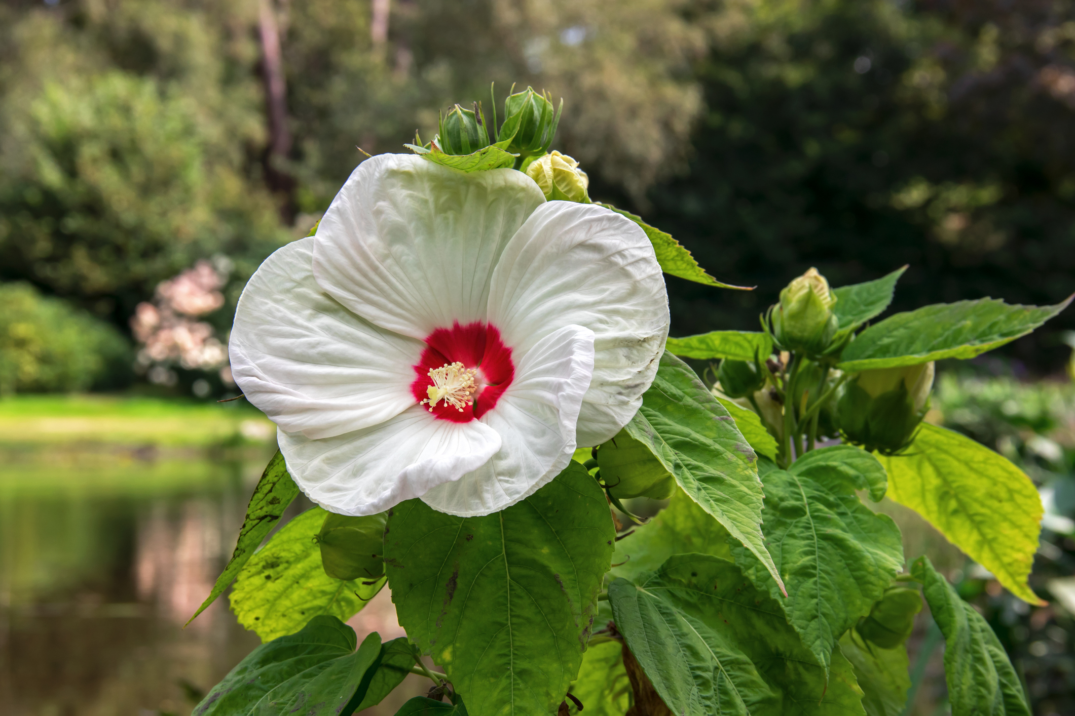 Kärrhibiskus (Hibiscus moscheutos)