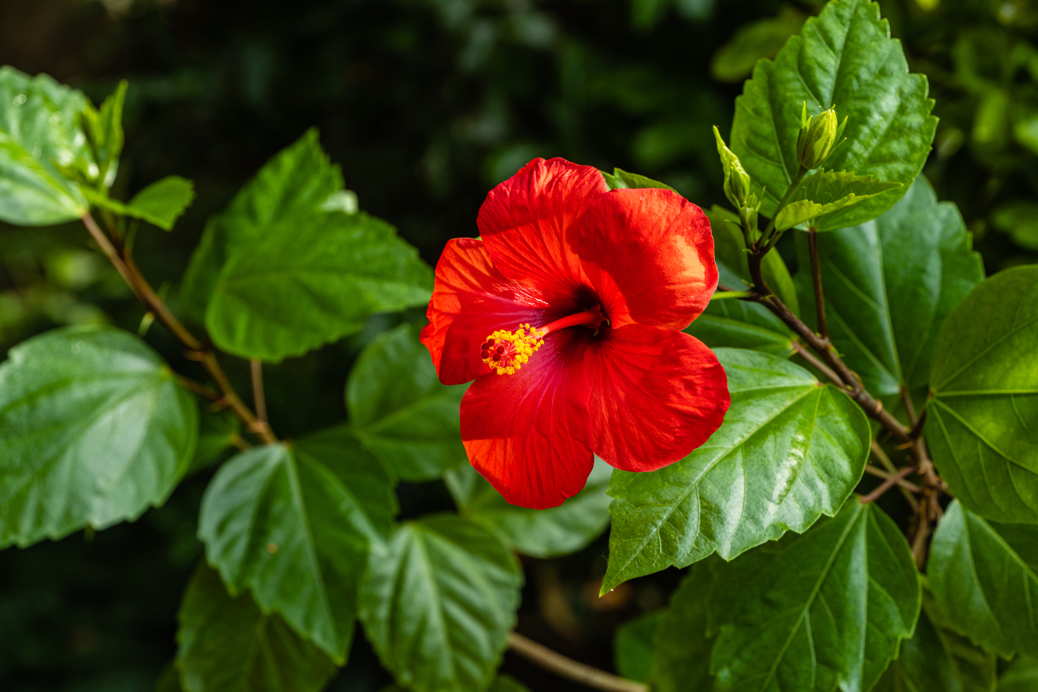 Hibiscus rosa-sinensis - Kinesisk ros