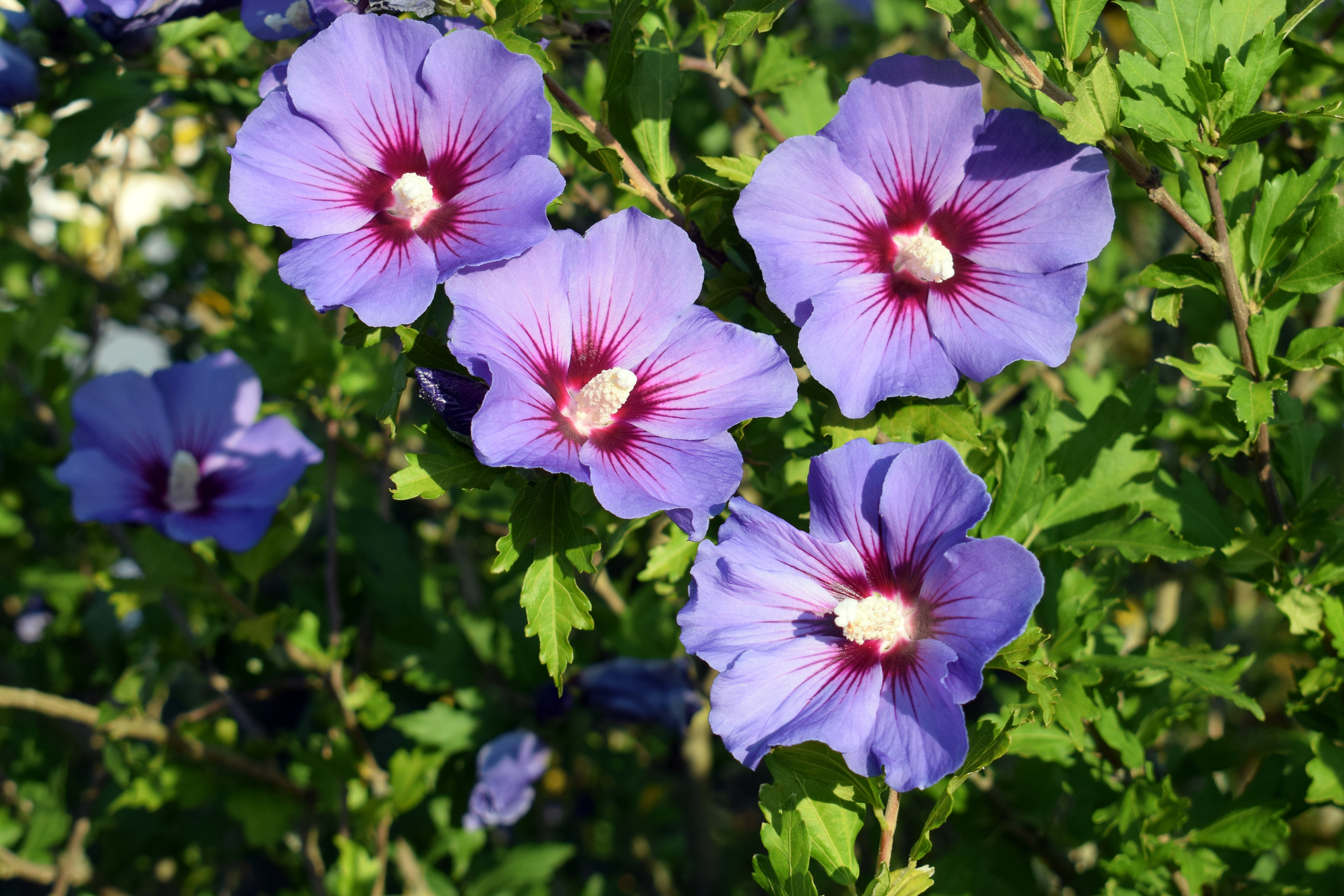 Syrisk hibiskus (Hibiscus syriacus)