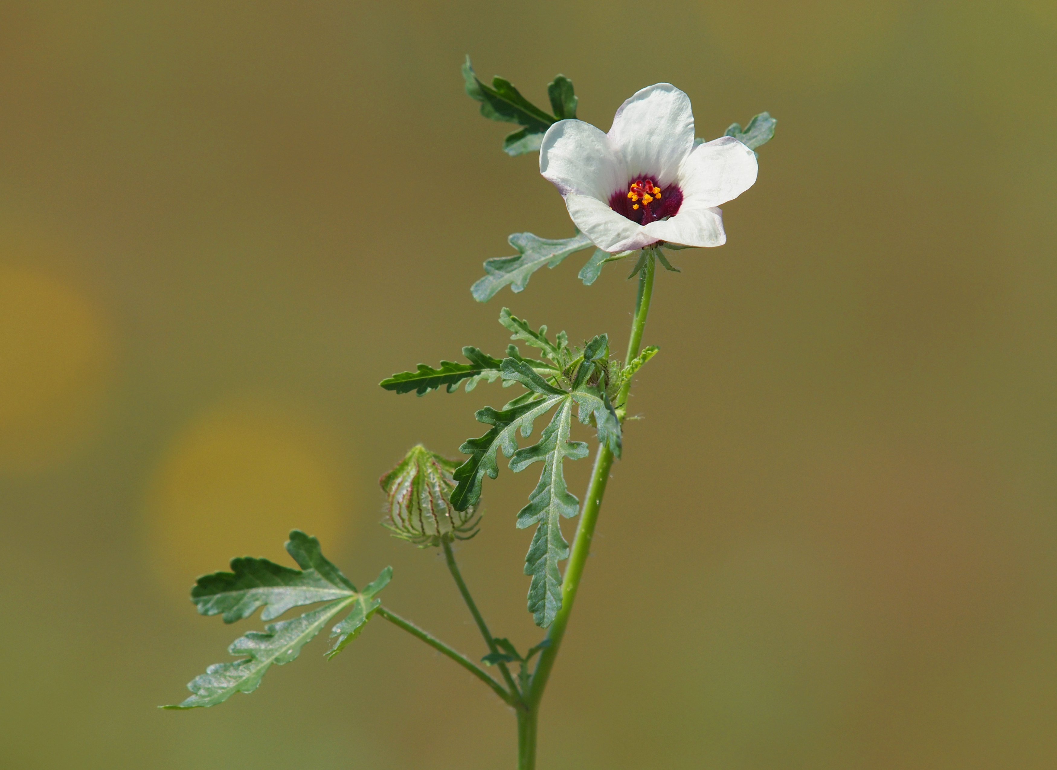 Hibiskus trionum