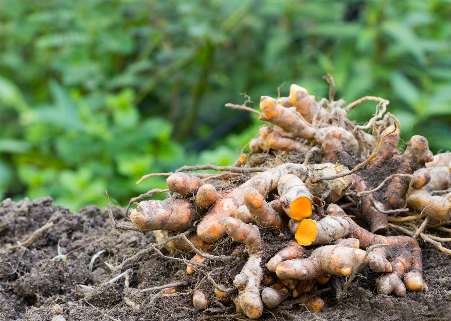 Rhizomer (rötter) av Curcuma longa