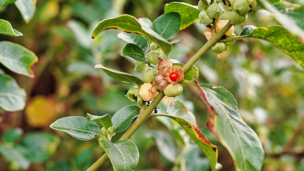 Ashwagandha växt i naturen