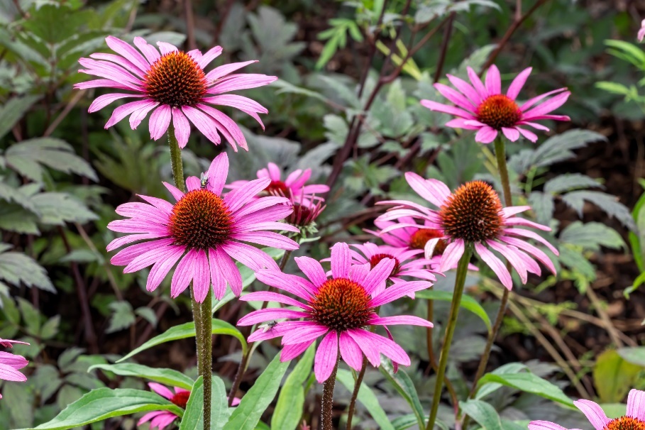 Växten Echinacea purpurea