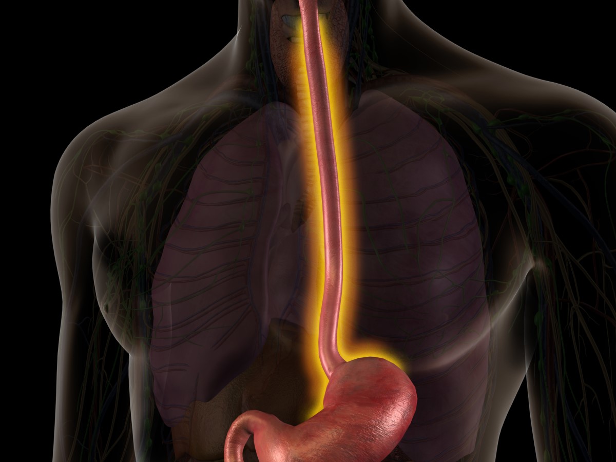 Anatomisk vy av esofagus - esofagus är markerad med orange.