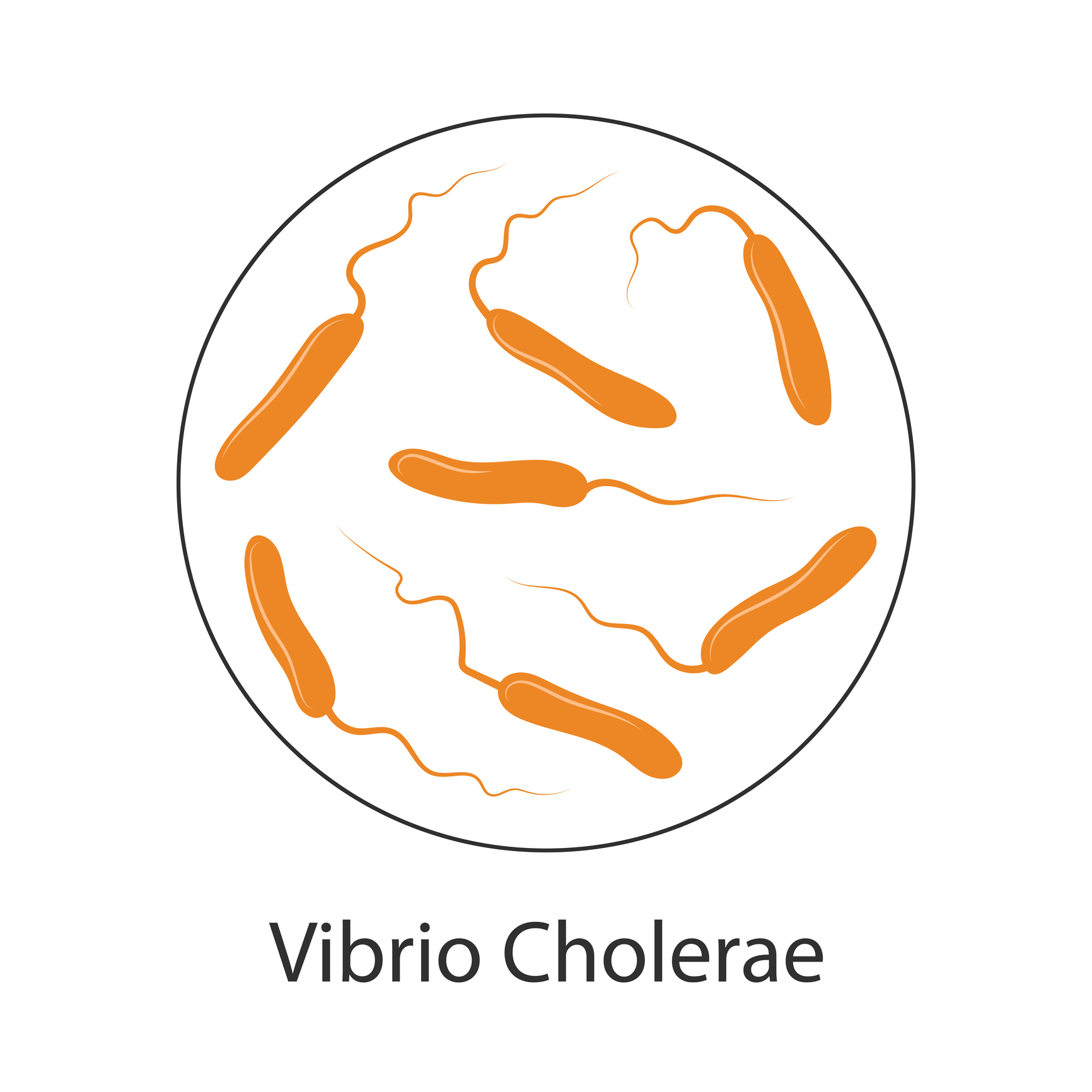 Kolerabakterier Vibrio cholerae