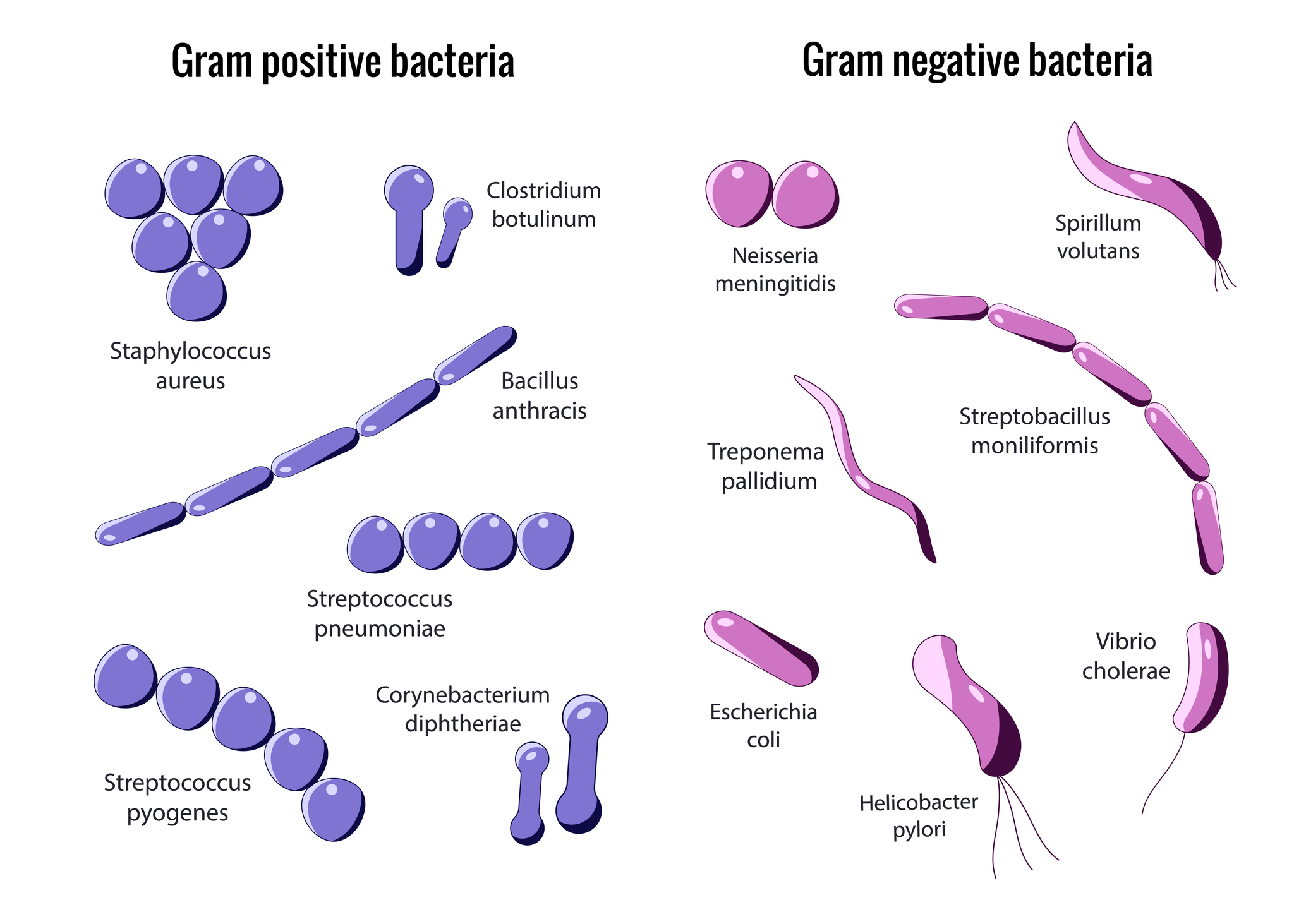 Uppdelning av grampositiva och gramnegativa bakterier