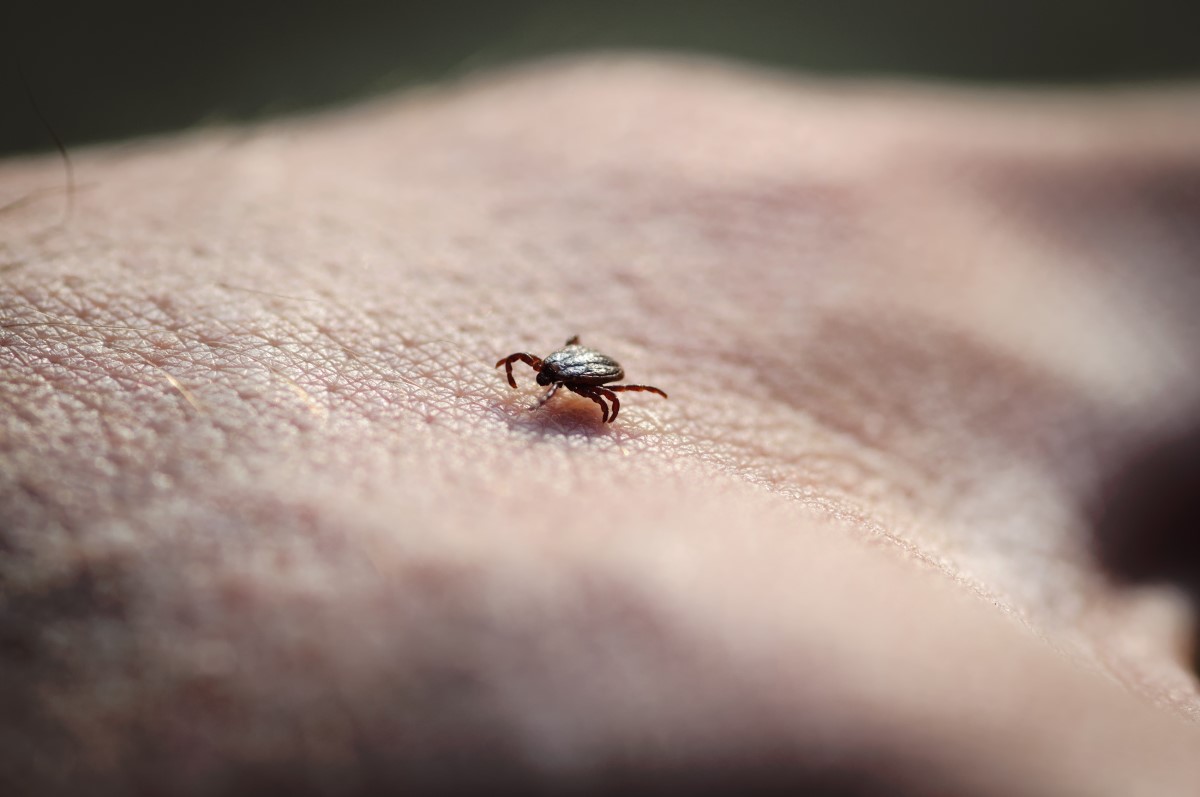 Fästingen kryper på huden och letar efter en lämplig plats att injicera sig på