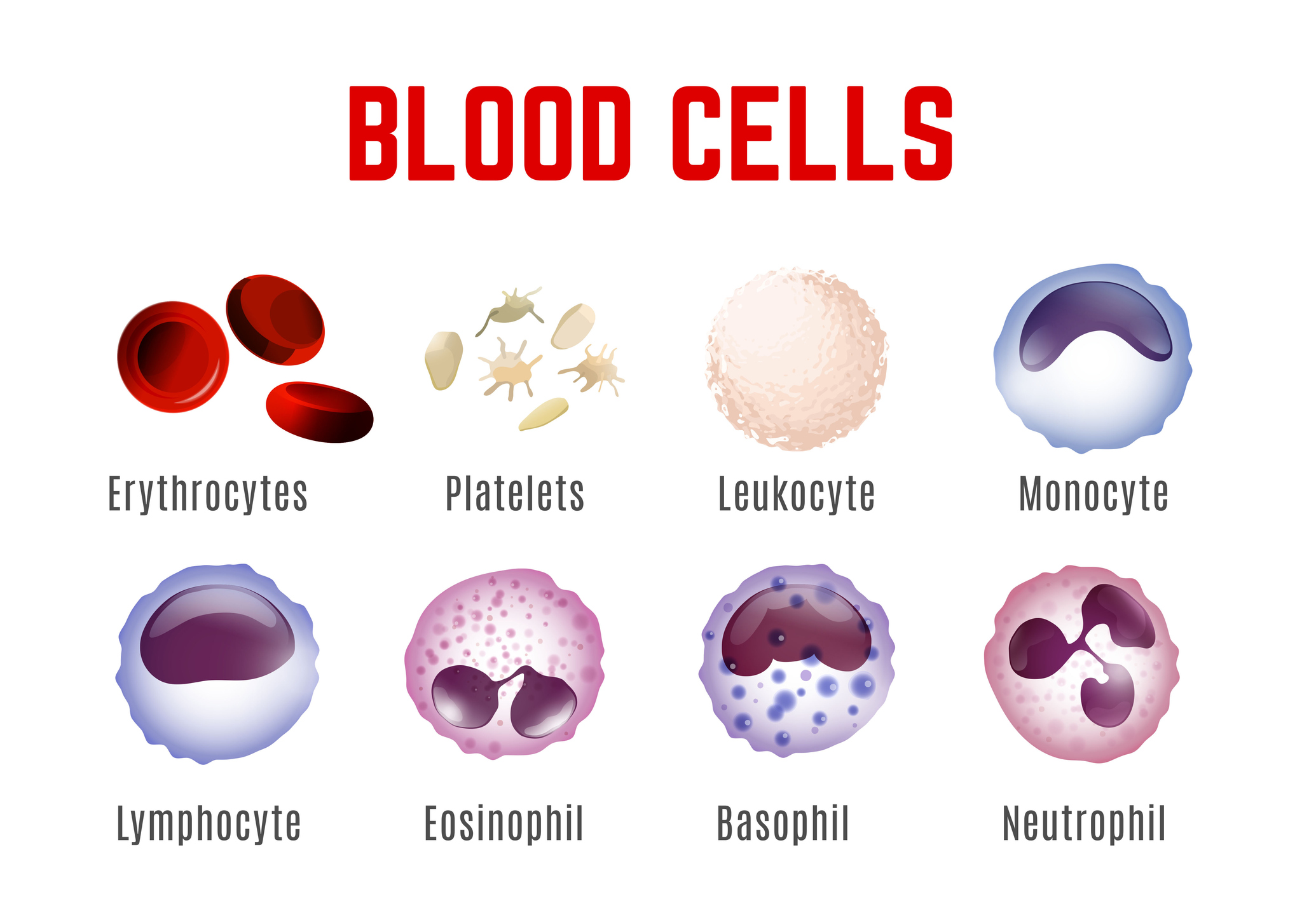 Visning av blodkroppar - erytrocyter, trombocyter, leukocyter, monocyter, lymfocyter, eosinofiler, basofiler och neutrofiler.