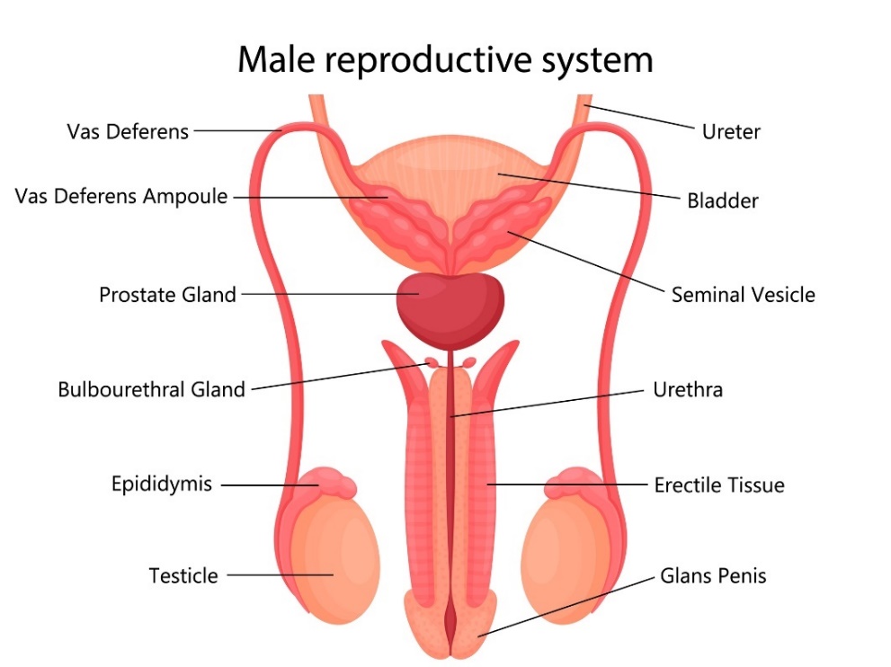 Manligt reproduktionssystem