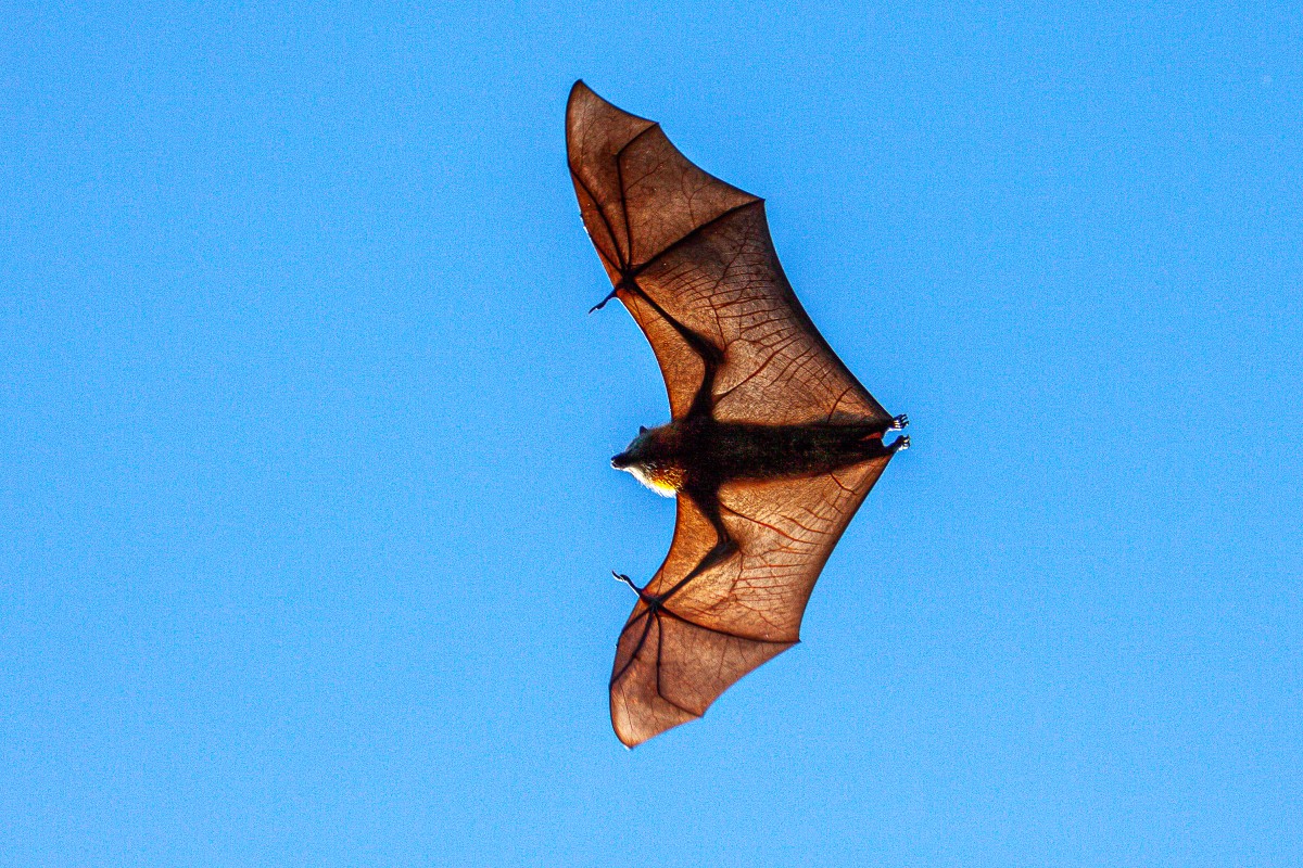 Bärare av Lyssa-virus Fladdermus - flygande, blå himmel