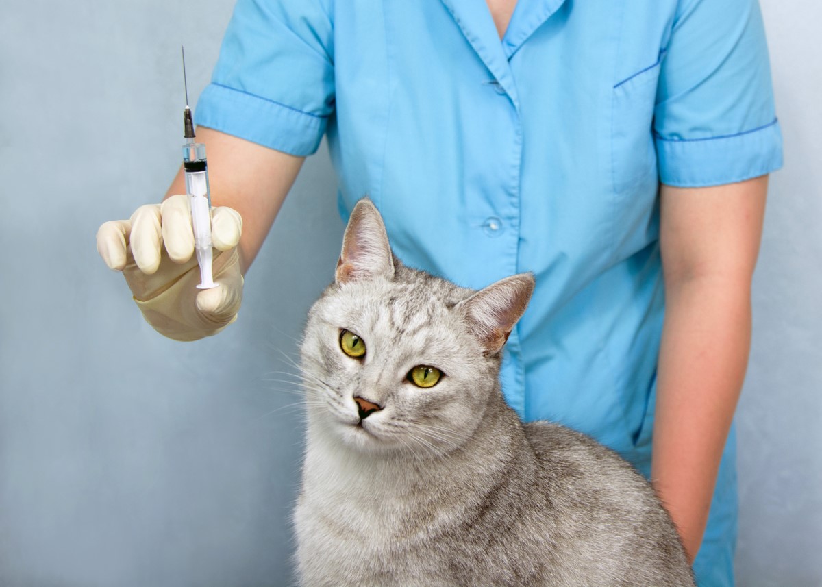 Vaccinationer - veterinär och katt, injektioner, vaccin