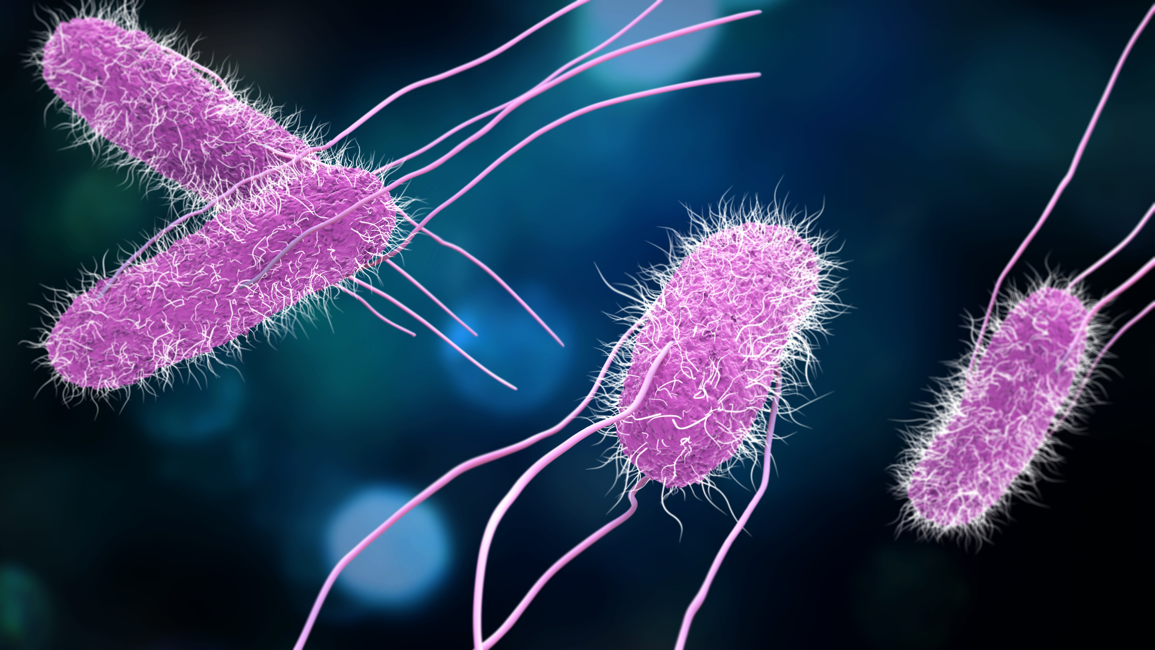 Salmonella 3D-modell