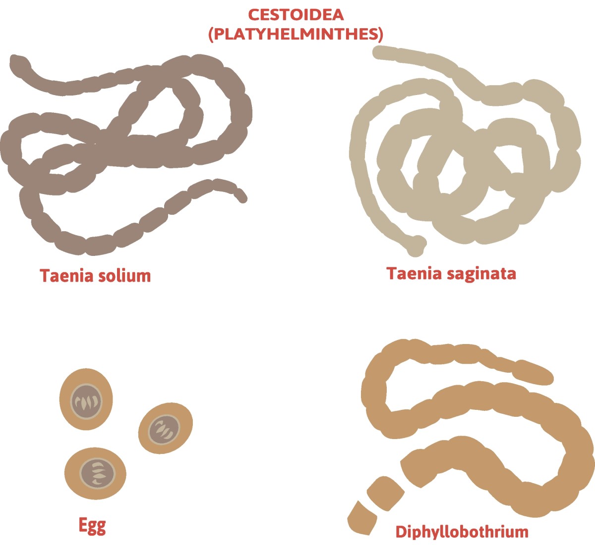 Taenia - indelning av bandmaskar - Taenia solium (långbent bandmask) + Taenia saginata (försvarslös bandmask)