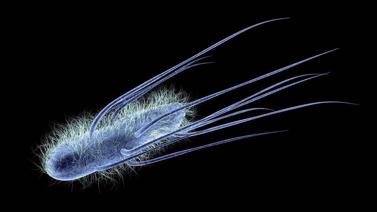 3D-representation av Escherichia coli