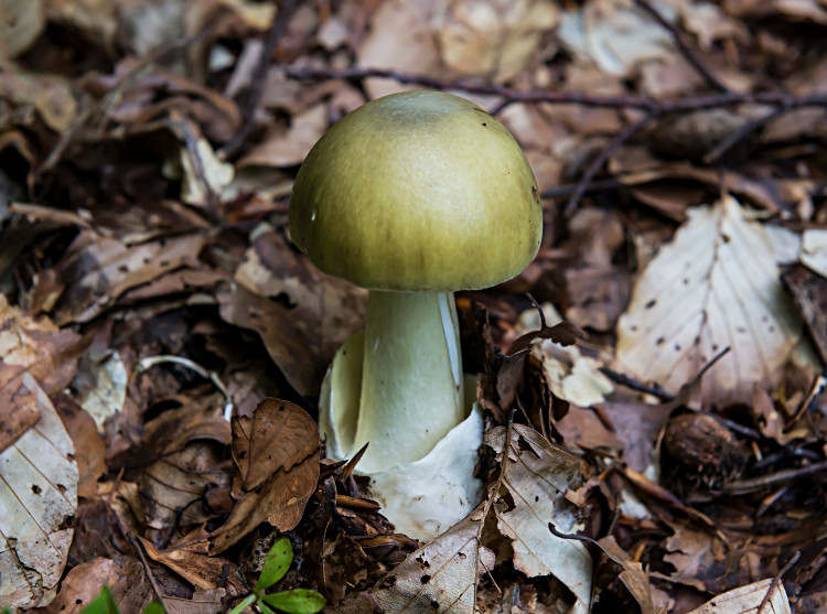 grön padda i skogen i jorden med bruna blad