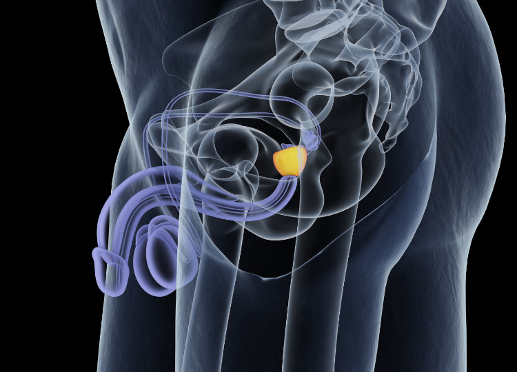 anatomisk placering av prostatan