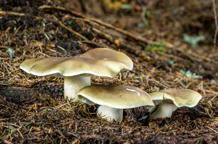 tvålspetsmus i skogen i torra tallbarr