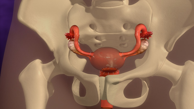 livmodern anatomiskt placerad i det lilla bäckenets beniga skelett