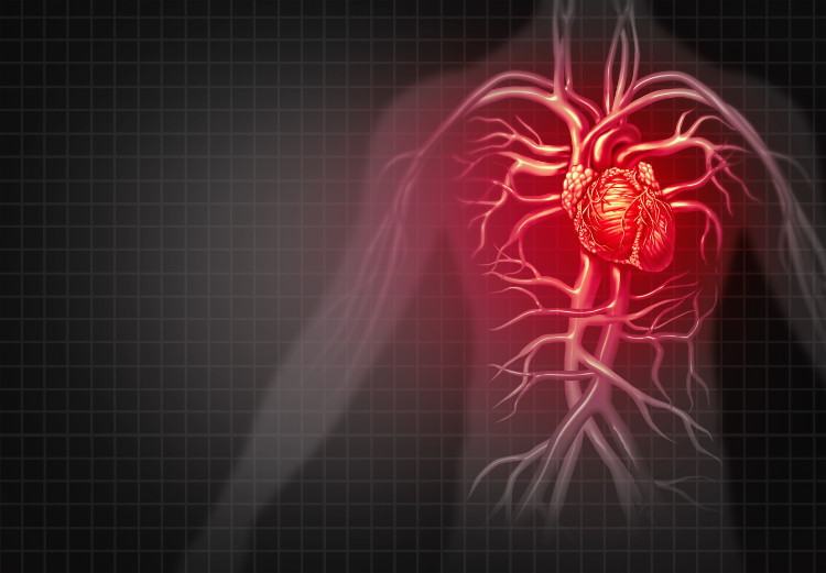 röd silhuett av en man med anatomisk framställning av ett hjärta