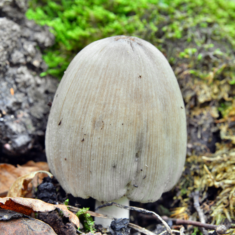 bläckdyngbagge i skogen bredvid en mossbeklädd sten