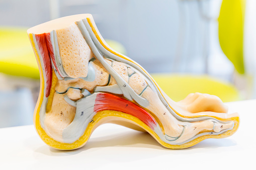 anatomisk modell av fotvalvet