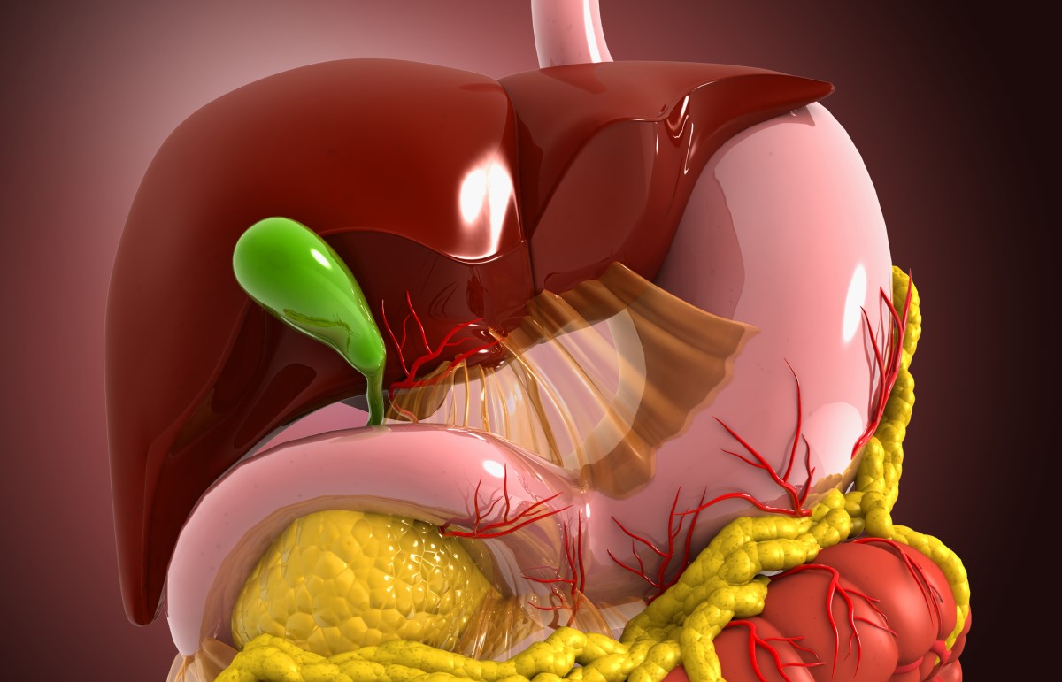 Anatomisk vy - modell - matsmältningssystem, lever, gallblåsa, matsmältningssystem