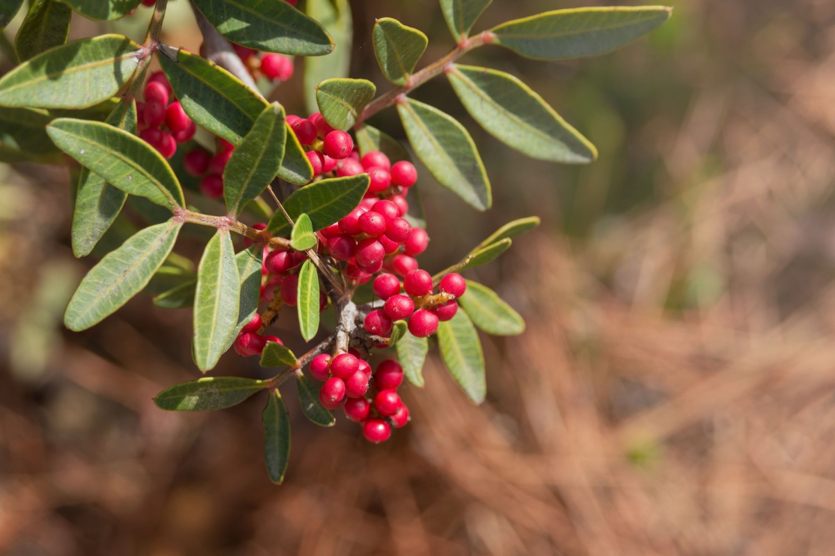 Pistacia mastix (P. lentiscus) är utbredd som träd eller buske, särskilt i kustområden vid Medelhavet.