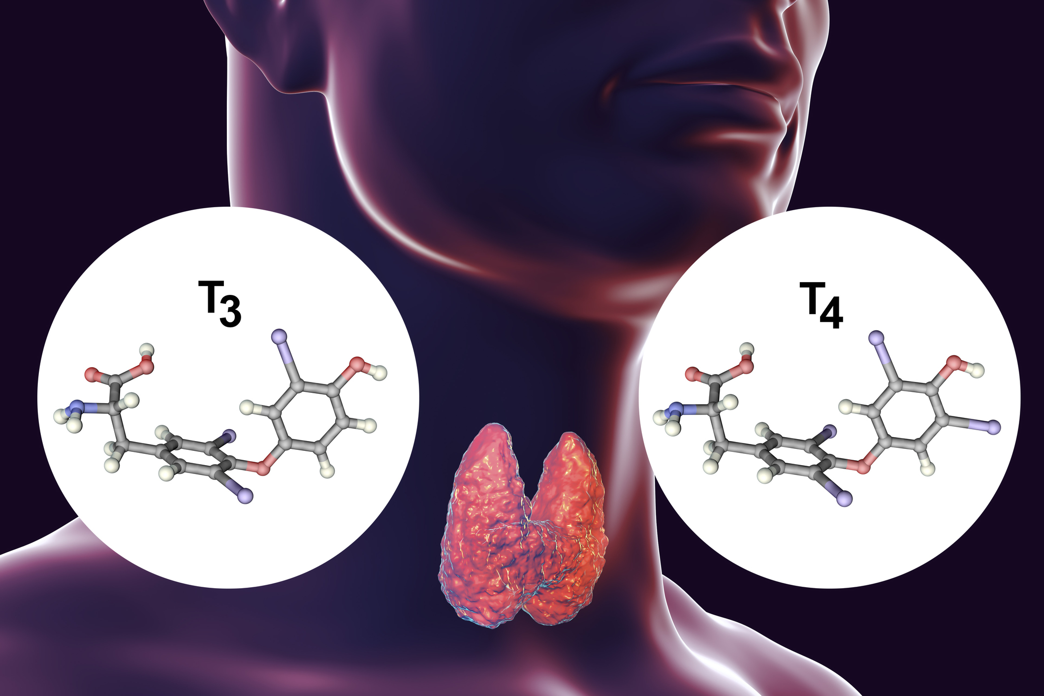 Sköldkörteln producerar sköldkörtelhormoner - tyroxin (T4) och trijodtyronin (T3).