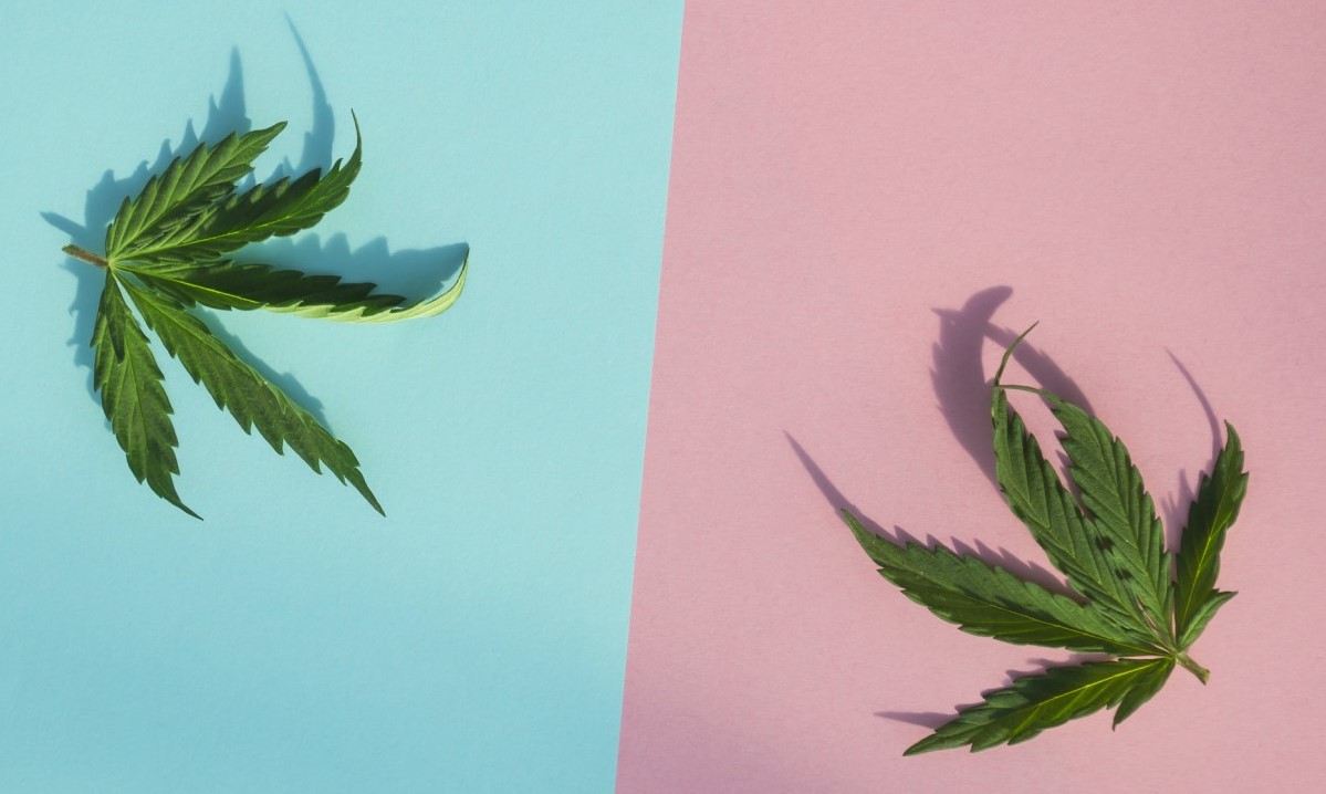 CBD kontra THC kontra varandra, två blad på den blå och rosa kolumnen