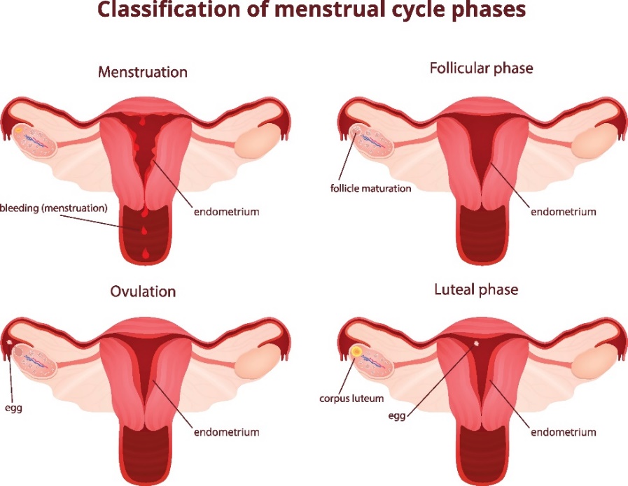 4 faser i menstruationscykeln