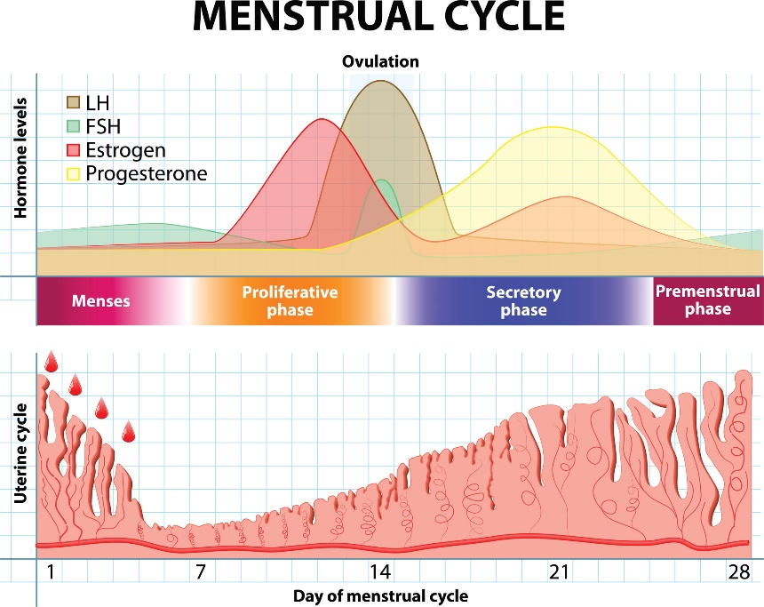 Menstruationscykeln och förändringar i hormoner och livmoderslemhinna över tid.