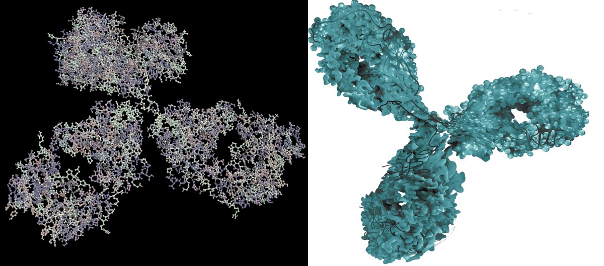 Molekylär avbildning av en monoklonal antikropp - ett biologiskt läkemedel