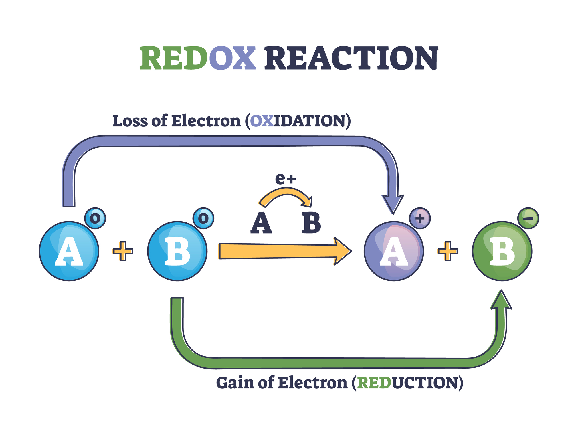 Huvudsyftet med molybdeninnehållande enzymer är att påskynda oxidations-reduktionsreaktioner.