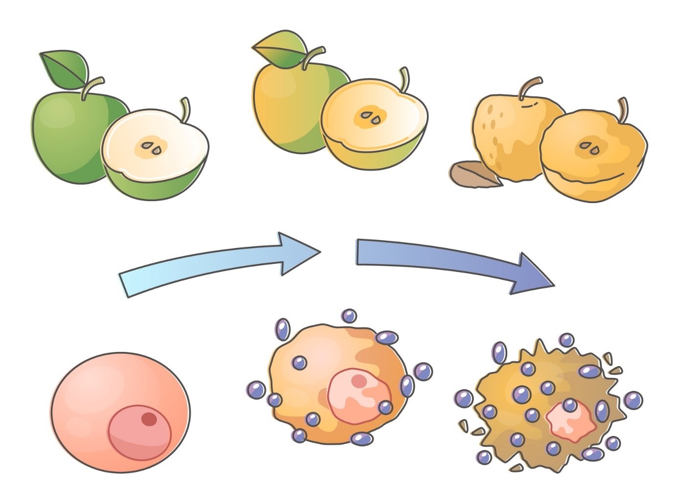 Oxidativ stress - illustration av äpple och cellförfall