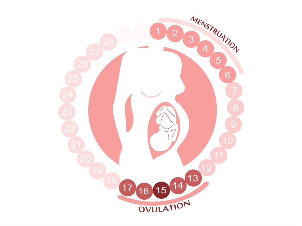 Den kvinnliga cykeln: menstruation, ägglossning och fertila perioder