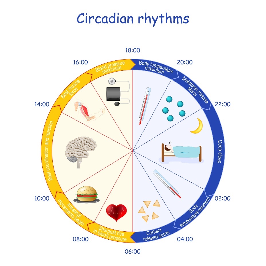 Exempel på dygnsrytm, melatoninutsöndring och kroppsfunktion