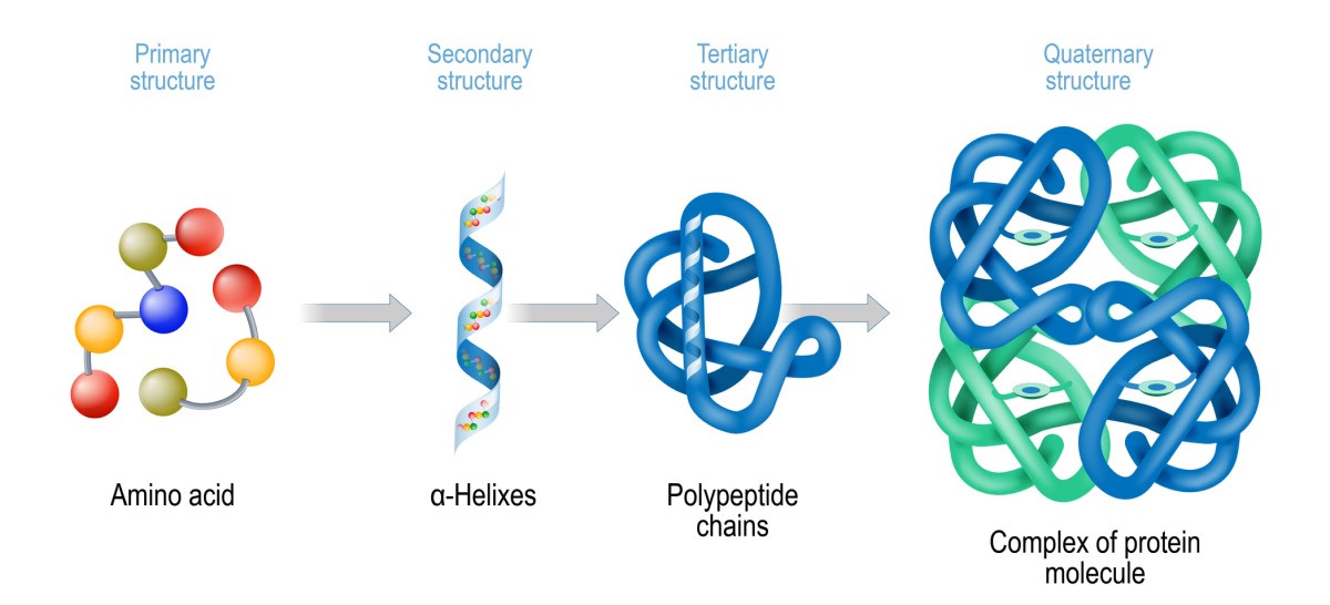 Proteinstruktur - schematisk representation