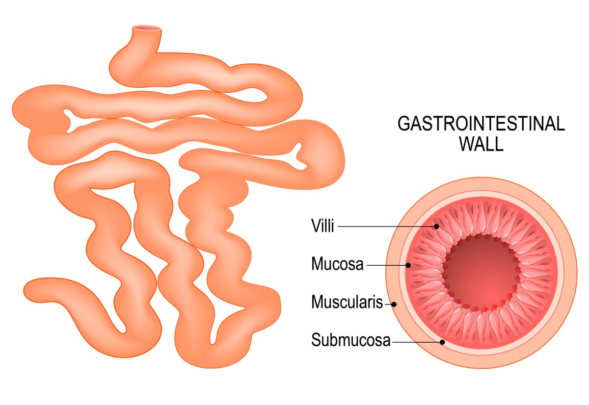 Tunntarmen och tarmväggens sammansättning: villi, mucosa, submucosa och muscularis.