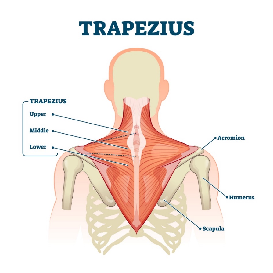 Trapeziusmuskeln (musculus trapezius) - muskelns övre, mellersta och nedre fibrer. Acromion (skulderbladets utskott ovanför axelleden, Humerus - humerus, Scapula - skulderblad).