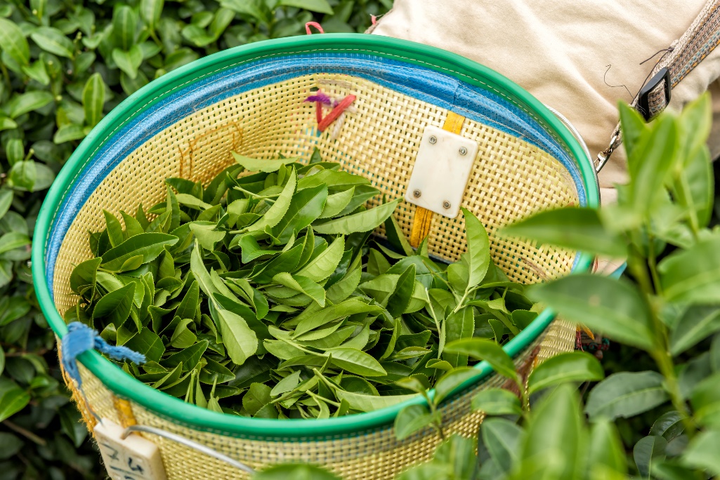 Skörd av hela teblad från Tea Tree-växten