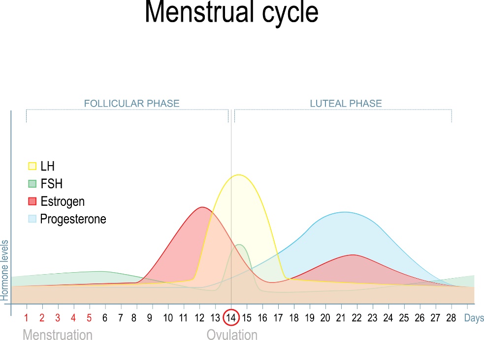 Förändring av könshormonnivåerna under menstruationscykeln