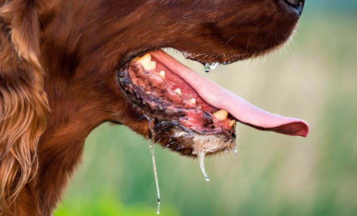 Dregling hos en hund, möjlig överföring av sjukdomar som rabies