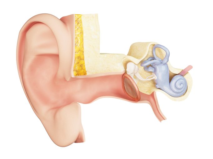 anatomisk vy av mellanörat