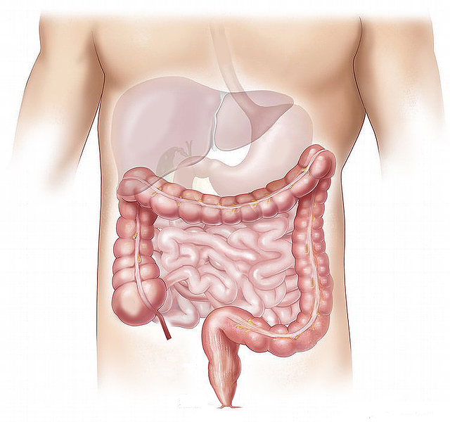 Matsmältningsproblem och anatomisk bild av matsmältningssystemet