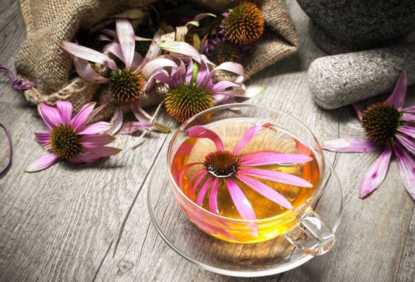 Echinacea och hälsoeffekter, naturligt stöd för immunförsvaret + Tillväxt