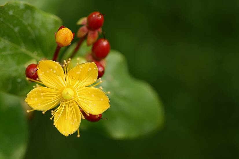 St John's Wort: Vad är det och vad är dess effekter? + biverkningar