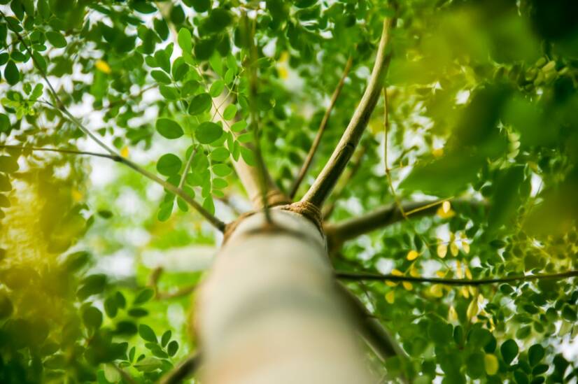 Moringa oleifera: Känner du till detta ätbara träd? Vilka är effekterna av moringa?