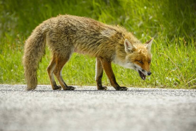 Vad är rabies? Hur sprids och manifesterar det sig hos människor? + Vaccination