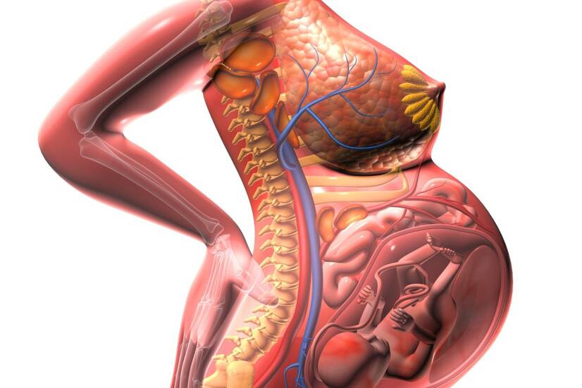 En anatomisk vy av den växande livmodern och trycket på de omgivande organen. Källa: Getty Images