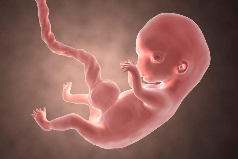 Embryo i den 8:e graviditetsveckan. Källfoto: Getty Images